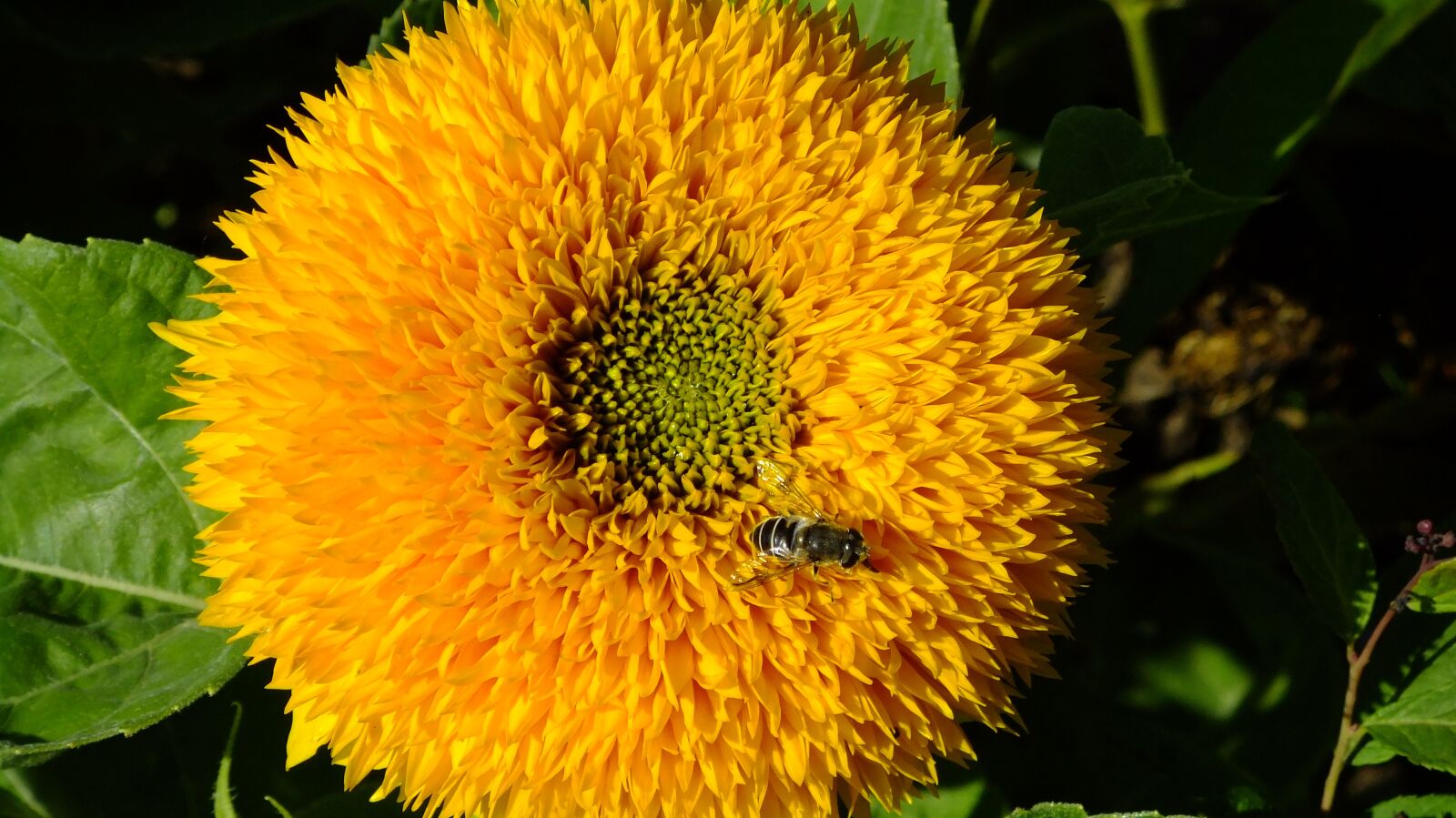 FujiFilm FinePix F80EXR (FinePix F85EXR) sample photo. Sunflower, nature, summer photography