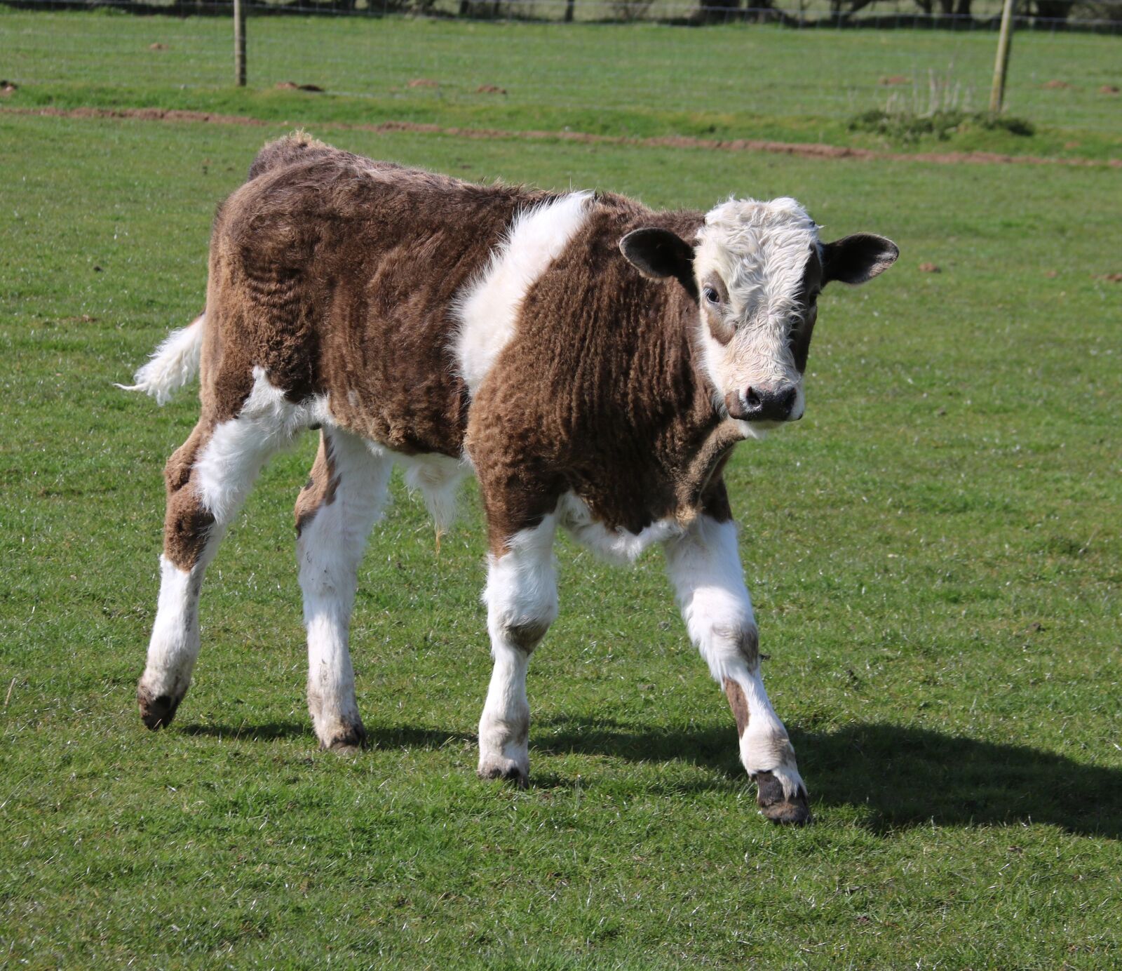 Canon EOS 750D (EOS Rebel T6i / EOS Kiss X8i) + Canon EF 28-135mm F3.5-5.6 IS USM sample photo. Calf, farm, grass photography