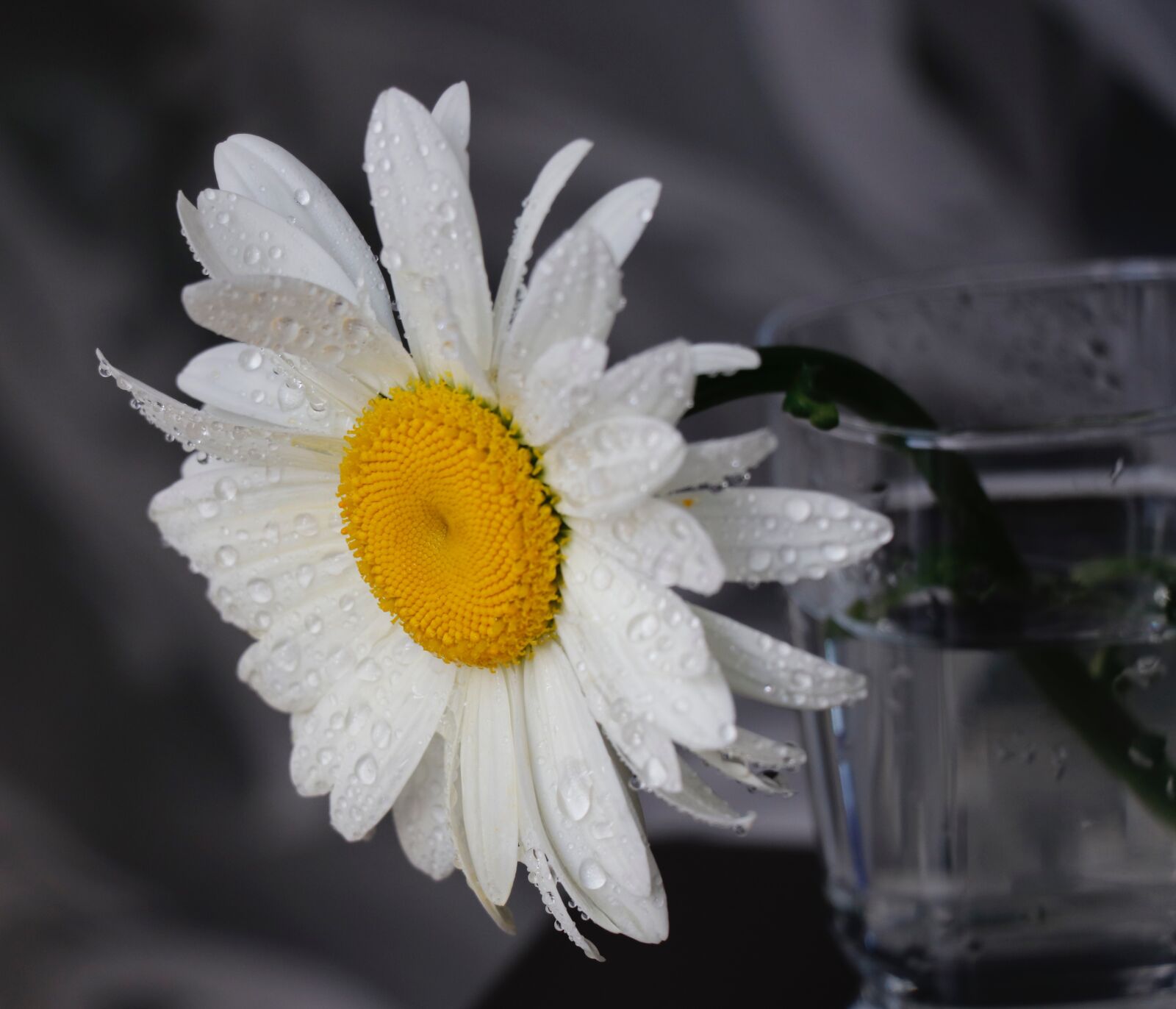 Canon EF-S 18-135mm F3.5-5.6 IS USM sample photo. Daisy, flower, rosa photography