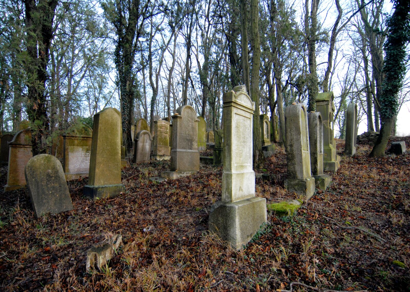 Nikon D200 sample photo. Dissolute cemetery, forgotten, jewish photography