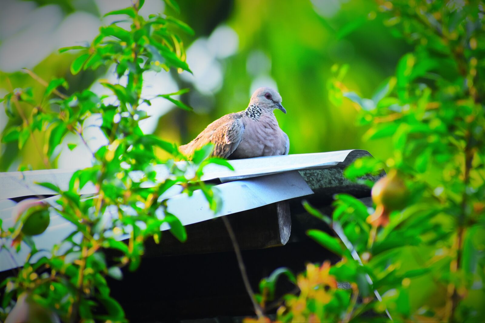 Nikon D5600 sample photo. Nature, garden, leaf photography