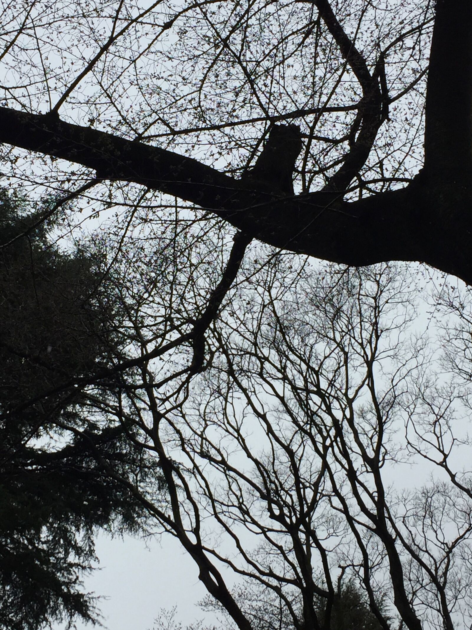 iPhone 6 back camera 4.15mm f/2.2 sample photo. Tokyo, park, japan photography