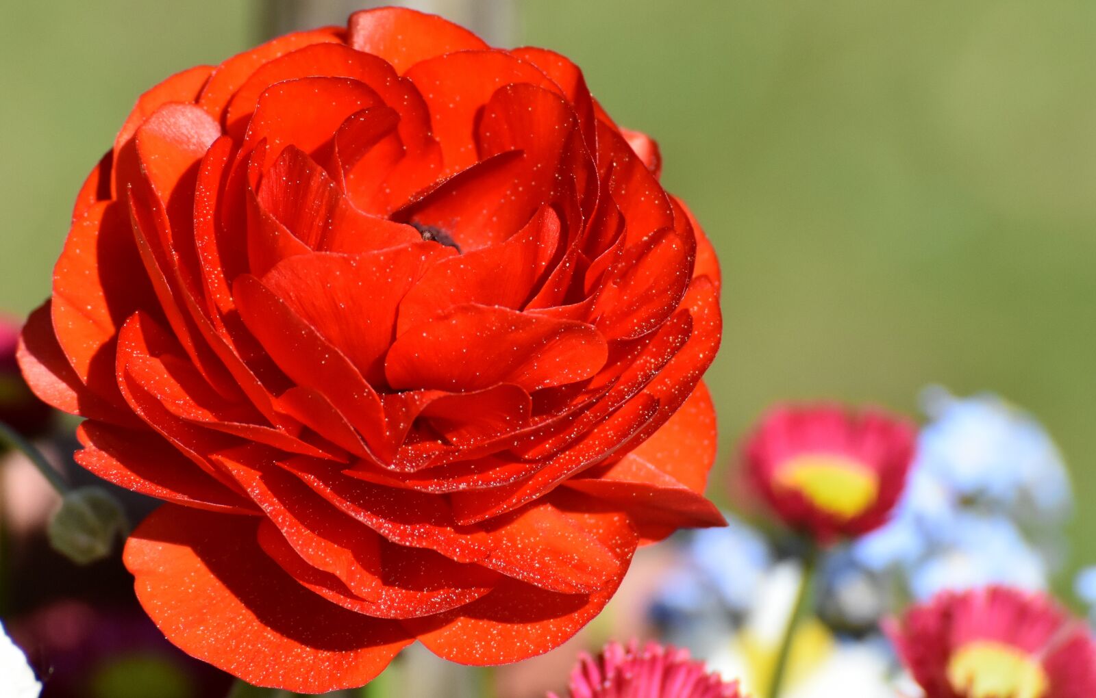 Nikon D7200 sample photo. Ranunculus, ranunculus flower, blossom photography