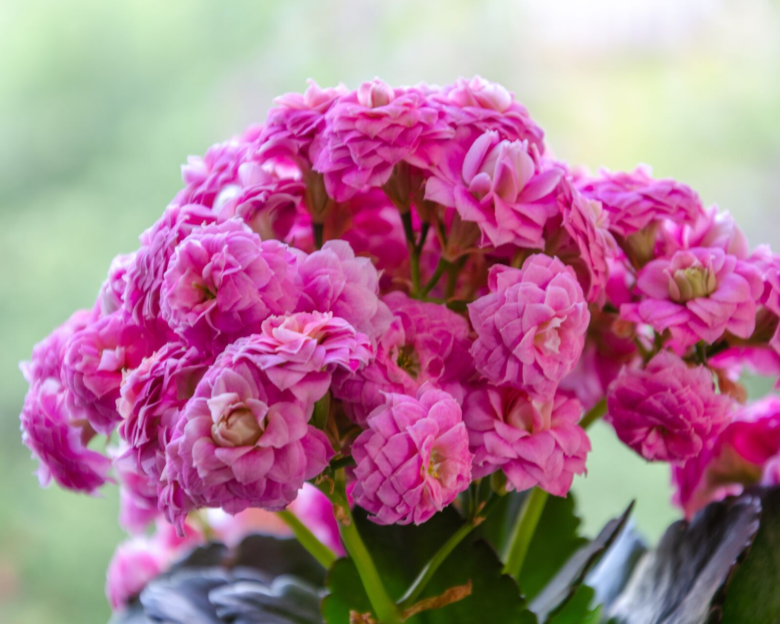 Nikon D5100 sample photo. Flower, plant, nature photography