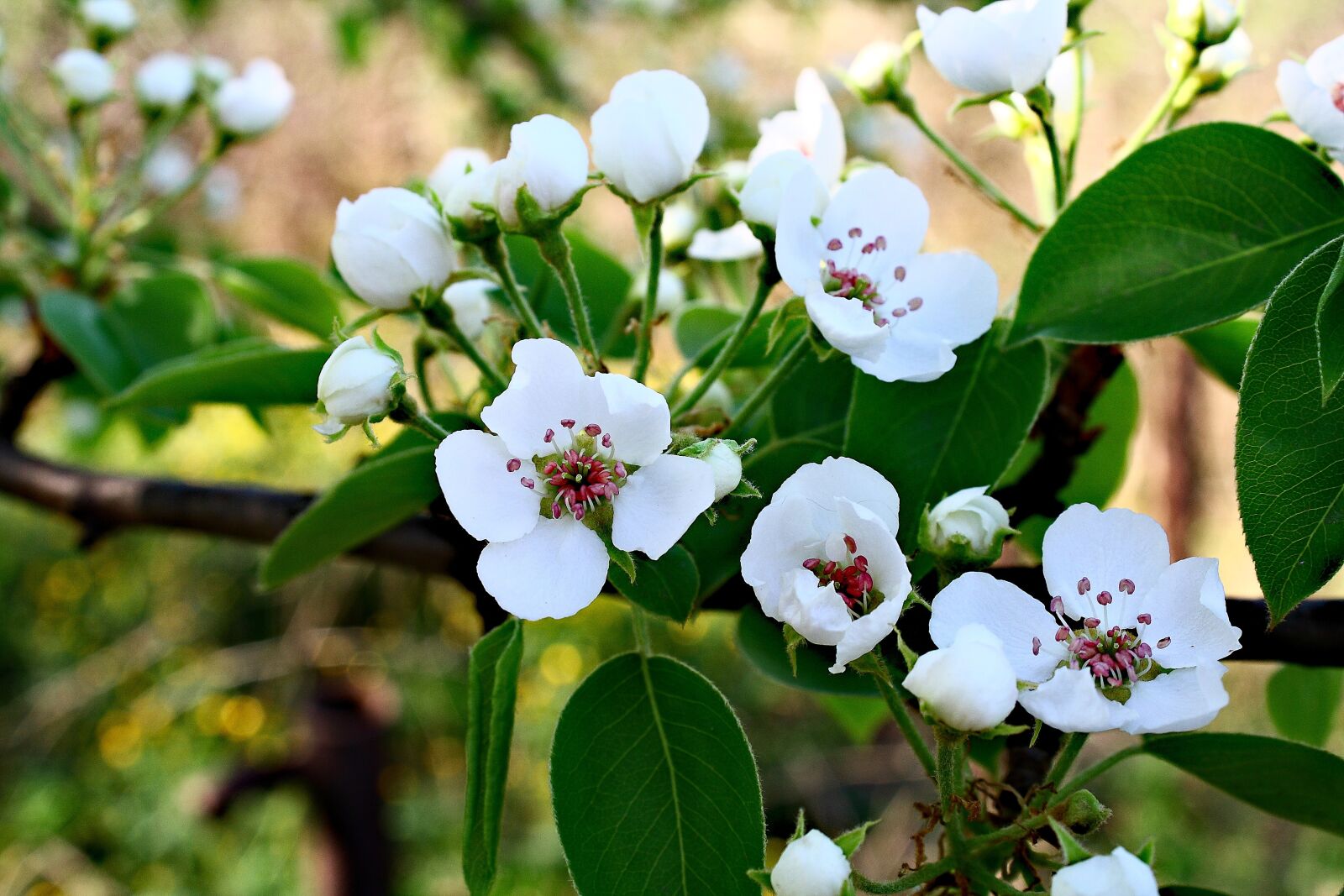 Canon EOS 1000D (EOS Digital Rebel XS / EOS Kiss F) sample photo. Flowers, blooming flowers, apple photography