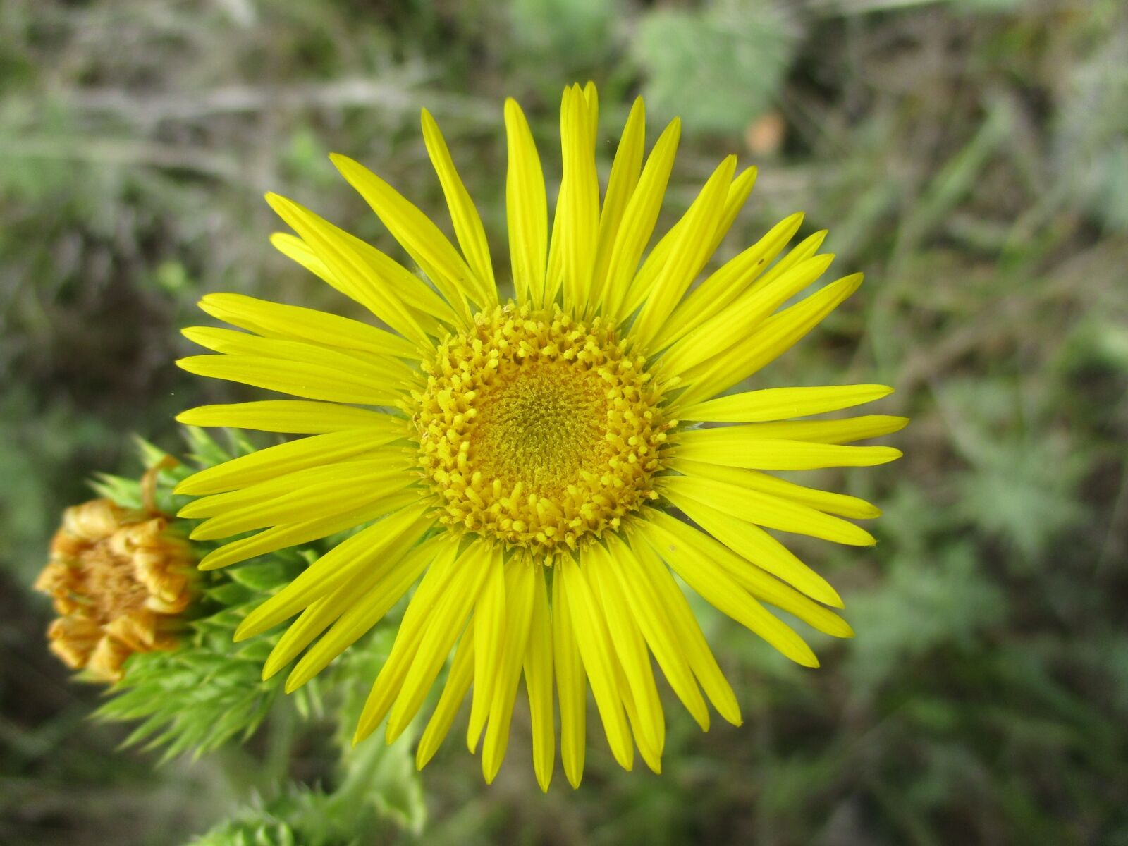 Canon PowerShot ELPH 180 (IXUS 175 / IXY 180) sample photo. Yellow wildflower, texas, nature photography