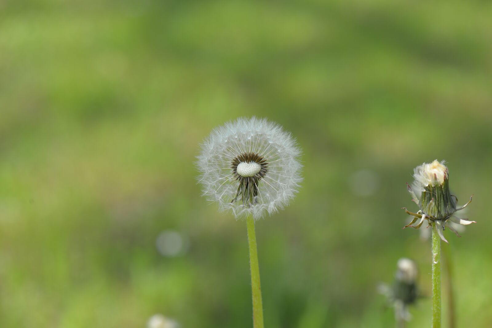 Nikon D610 sample photo. Dandelion, seeds, pointed flower photography
