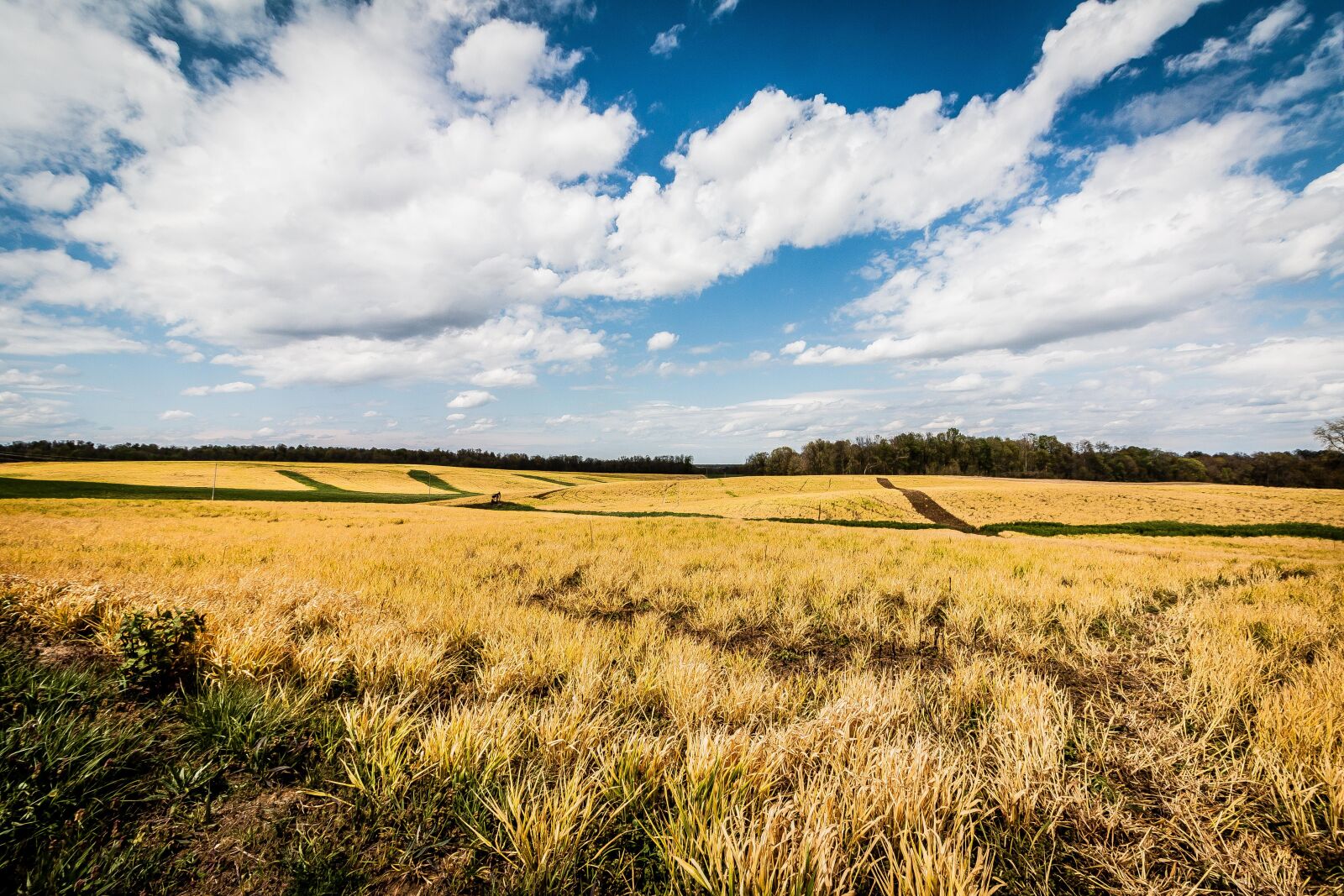 Canon EOS 70D + Canon EF-S 10-18mm F4.5–5.6 IS STM sample photo. Field, open, yellow photography