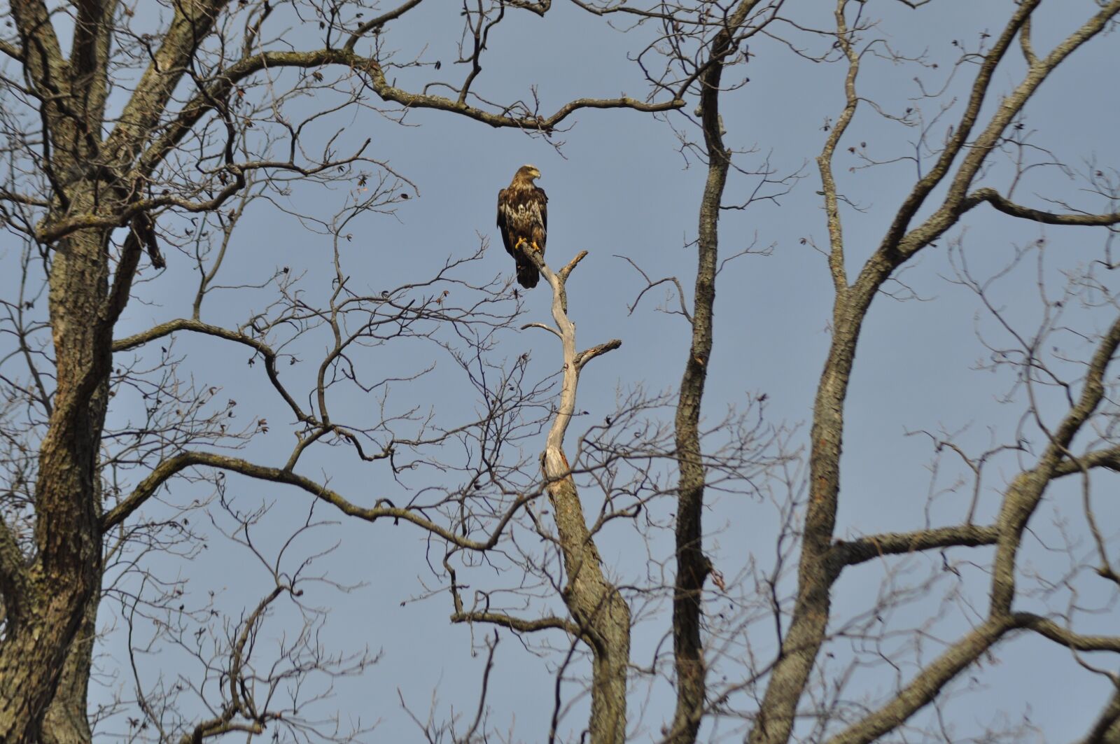 Nikon D5000 sample photo. Eagle, majestic, junior-eagle photography
