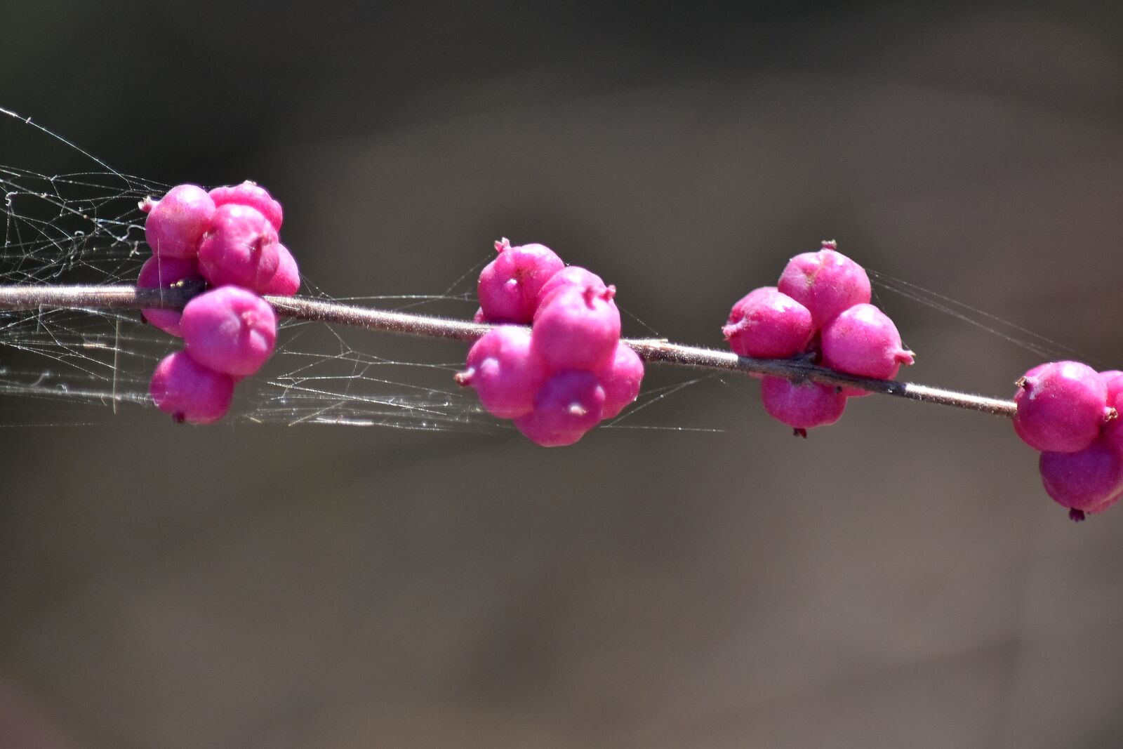 Nikon D5500 sample photo. Branches, pinkish, spider web photography