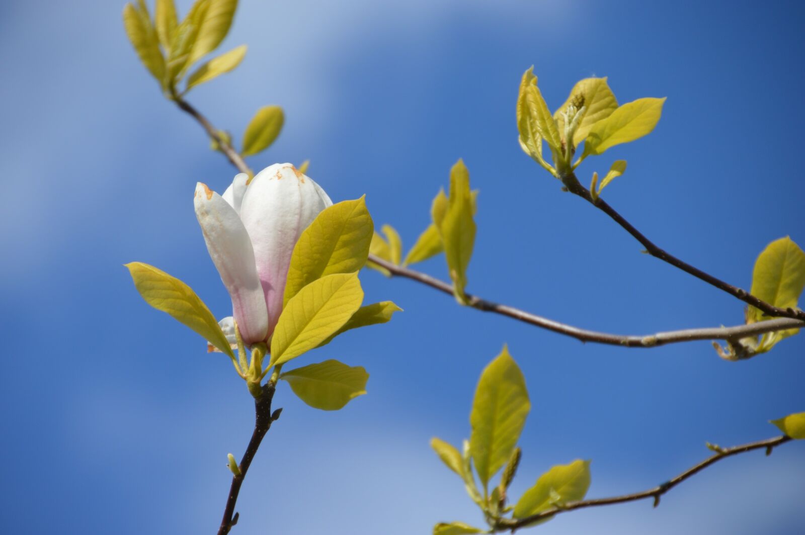 Nikon D3200 sample photo. Magniolia de soulanges, tree photography