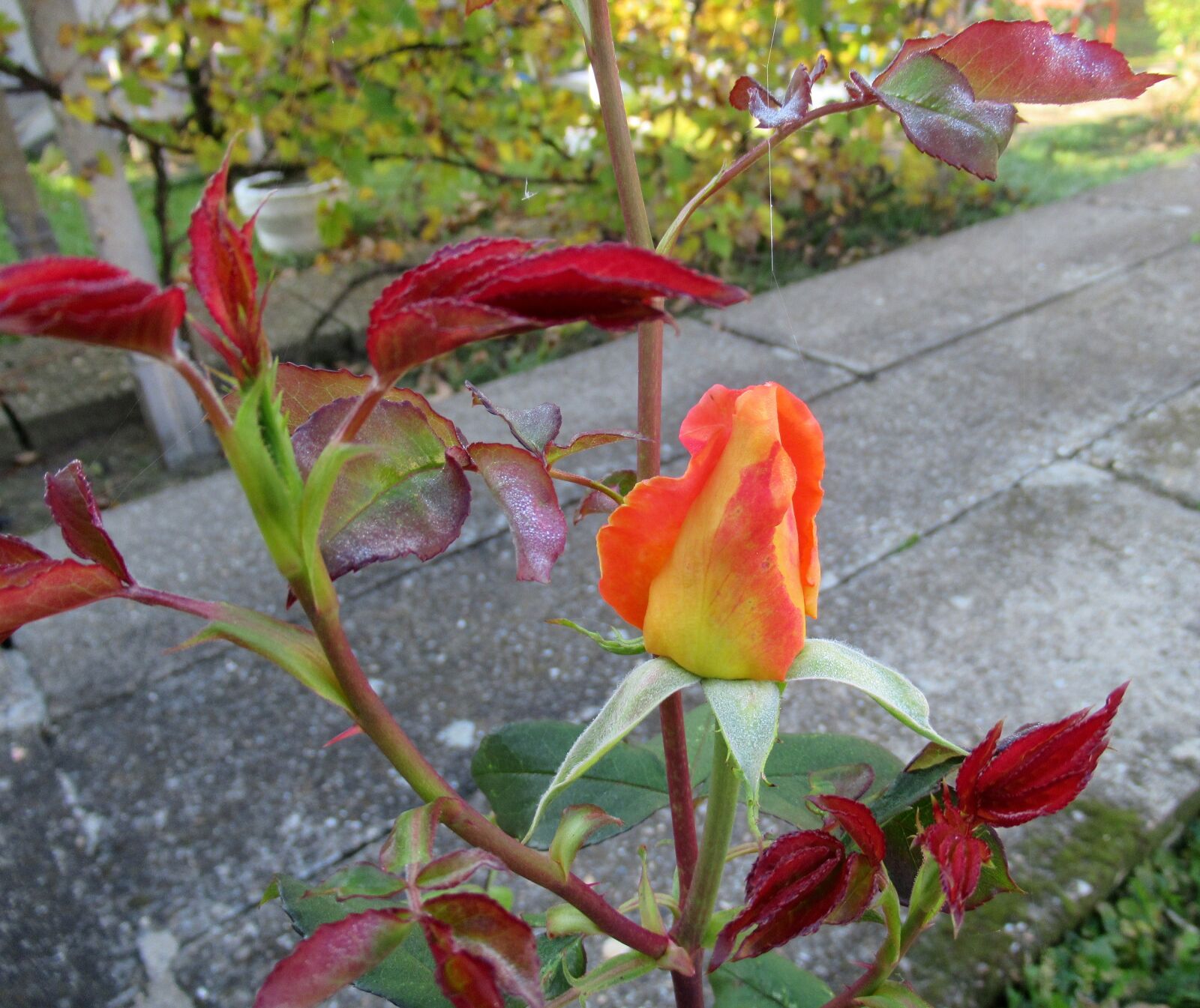 Canon PowerShot SX620 HS sample photo. Autumn, garden, rose photography
