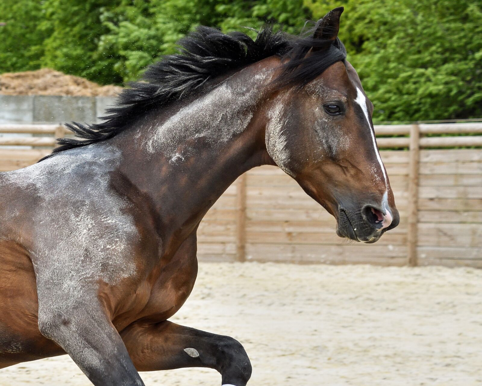 Nikon D500 sample photo. Horse, run, play photography