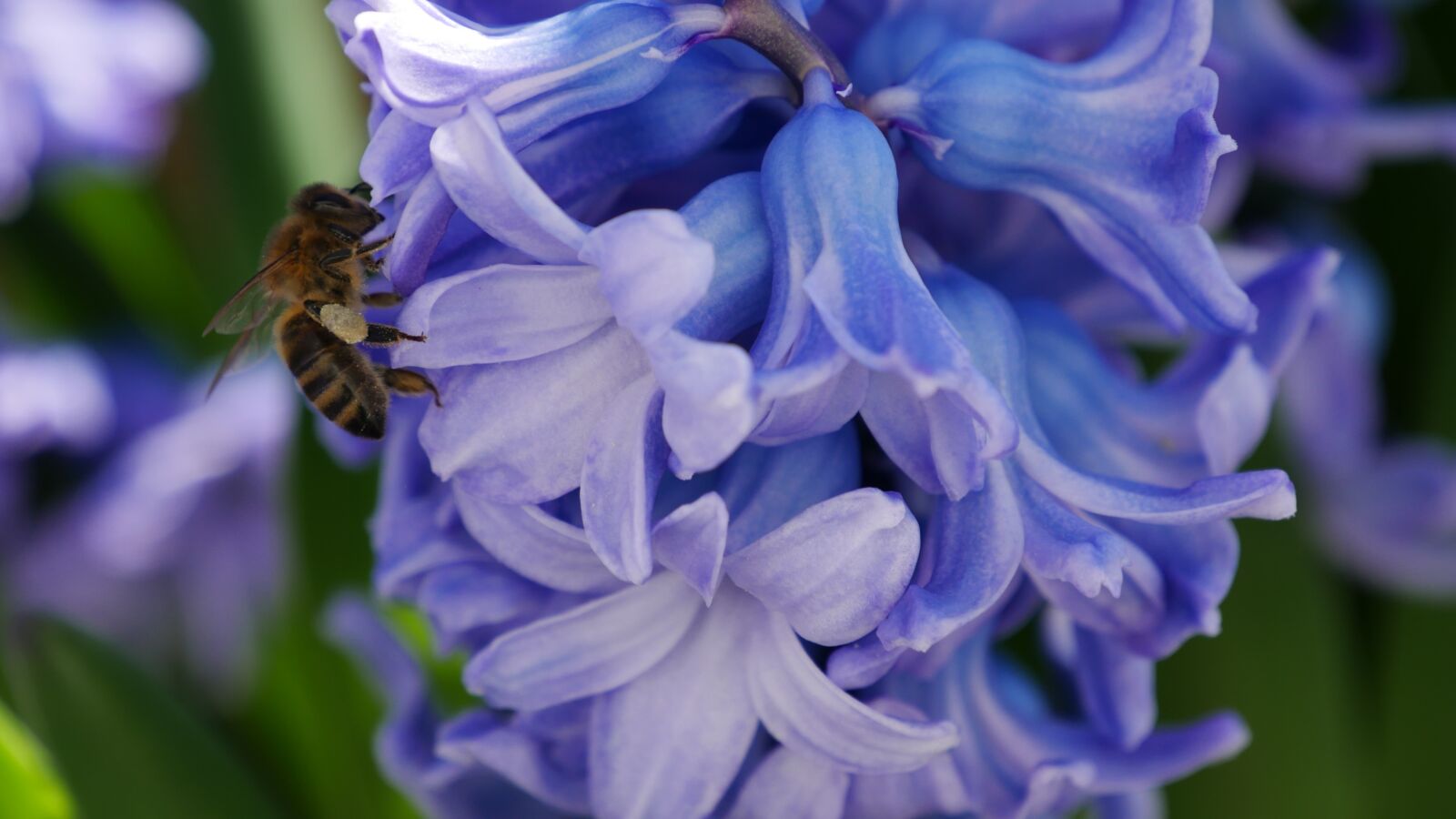 Panasonic DMC-G70 sample photo. Bee, honey bee, insect photography