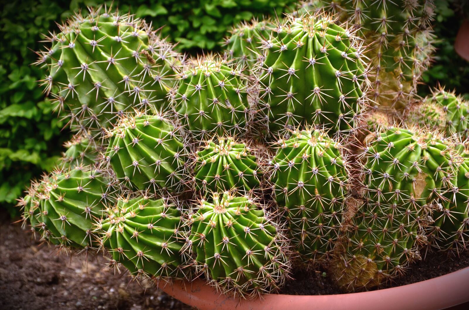 Nikon D5100 sample photo. Thorn, cactus, flowerpot, plant photography