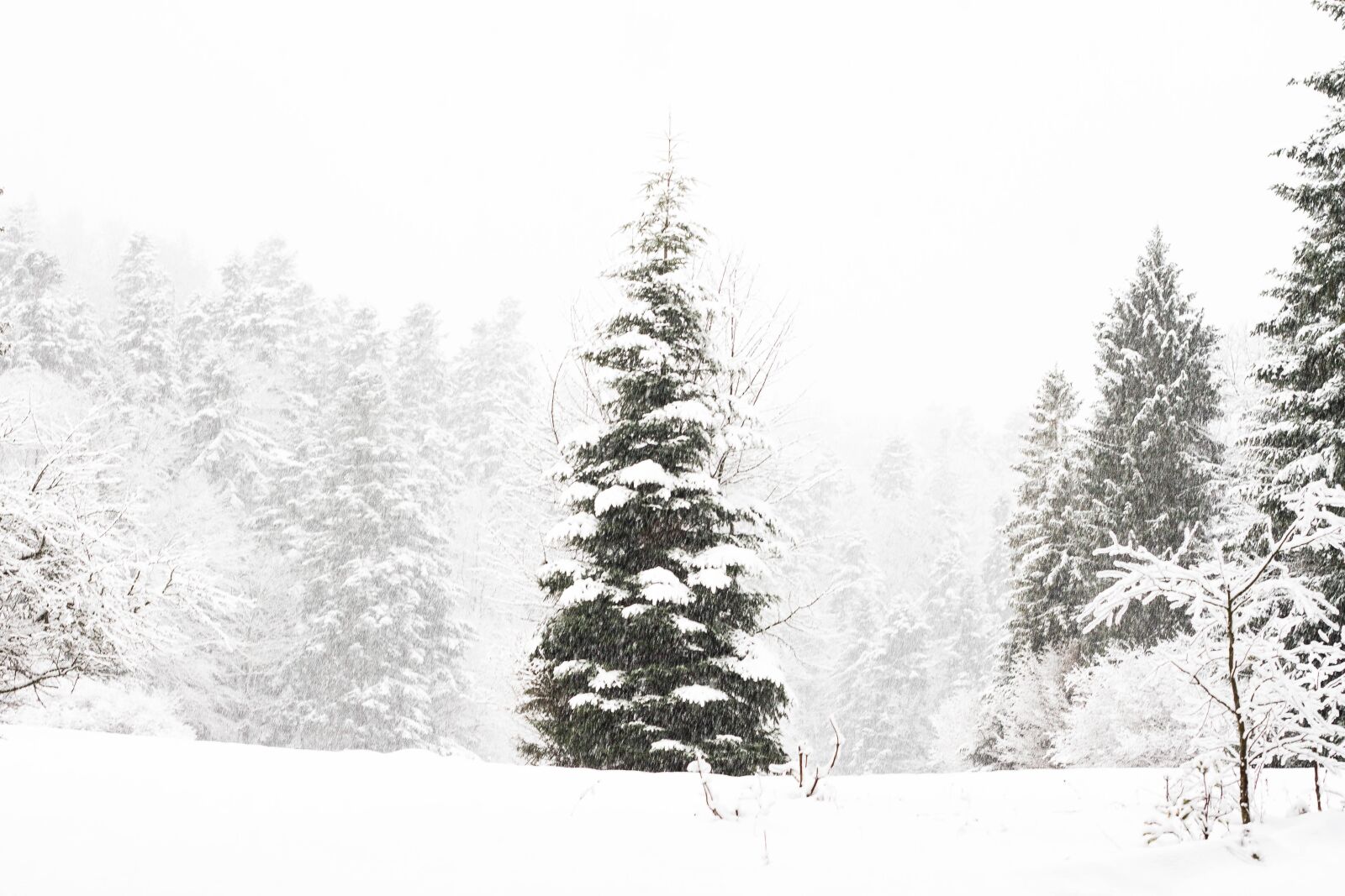 Canon EOS 7D + Canon EF 50mm F1.8 II sample photo. Tree, snow, winter photography