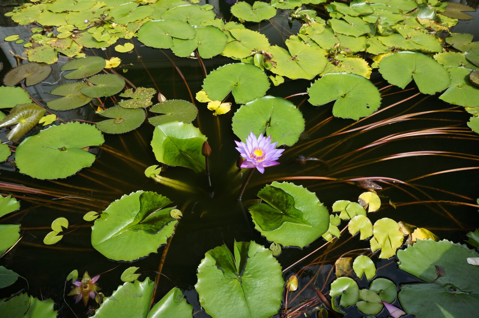 Sony Alpha NEX-5R + Sony E 16-50mm F3.5-5.6 PZ OSS sample photo. The water lily, the photography