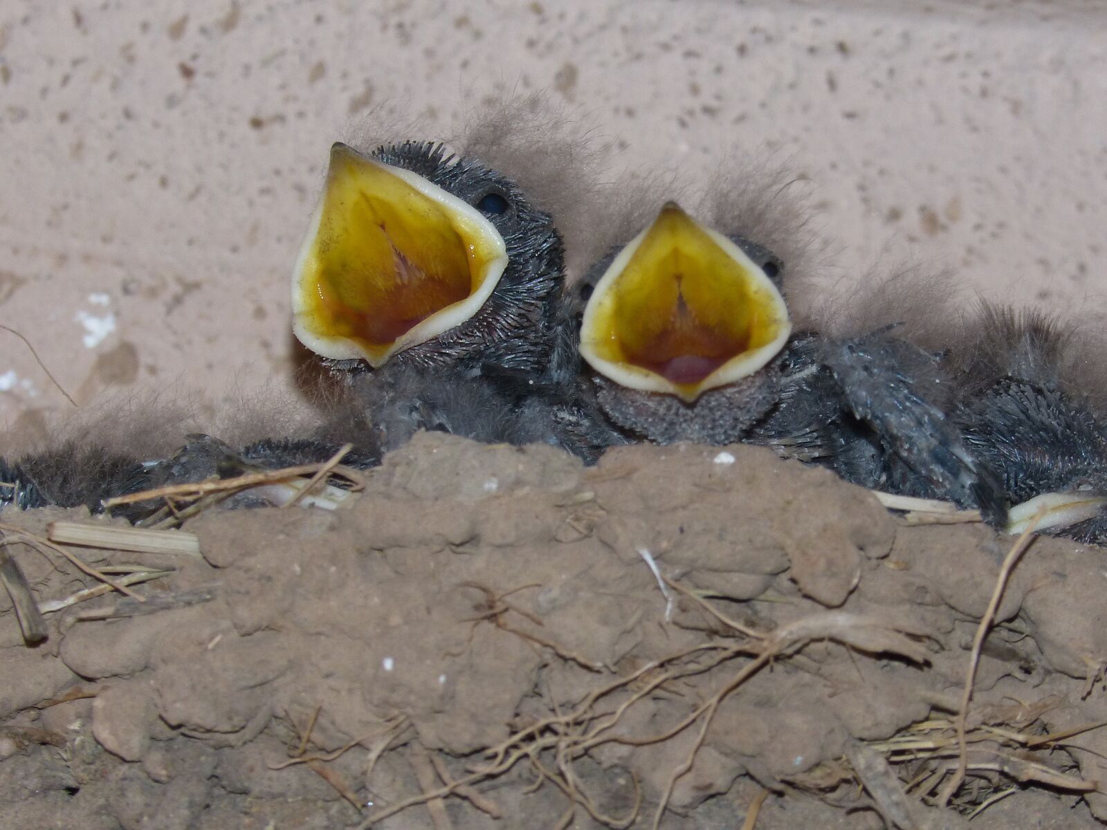 Panasonic DMC-FZ62 sample photo. Birds, chicks, nest photography