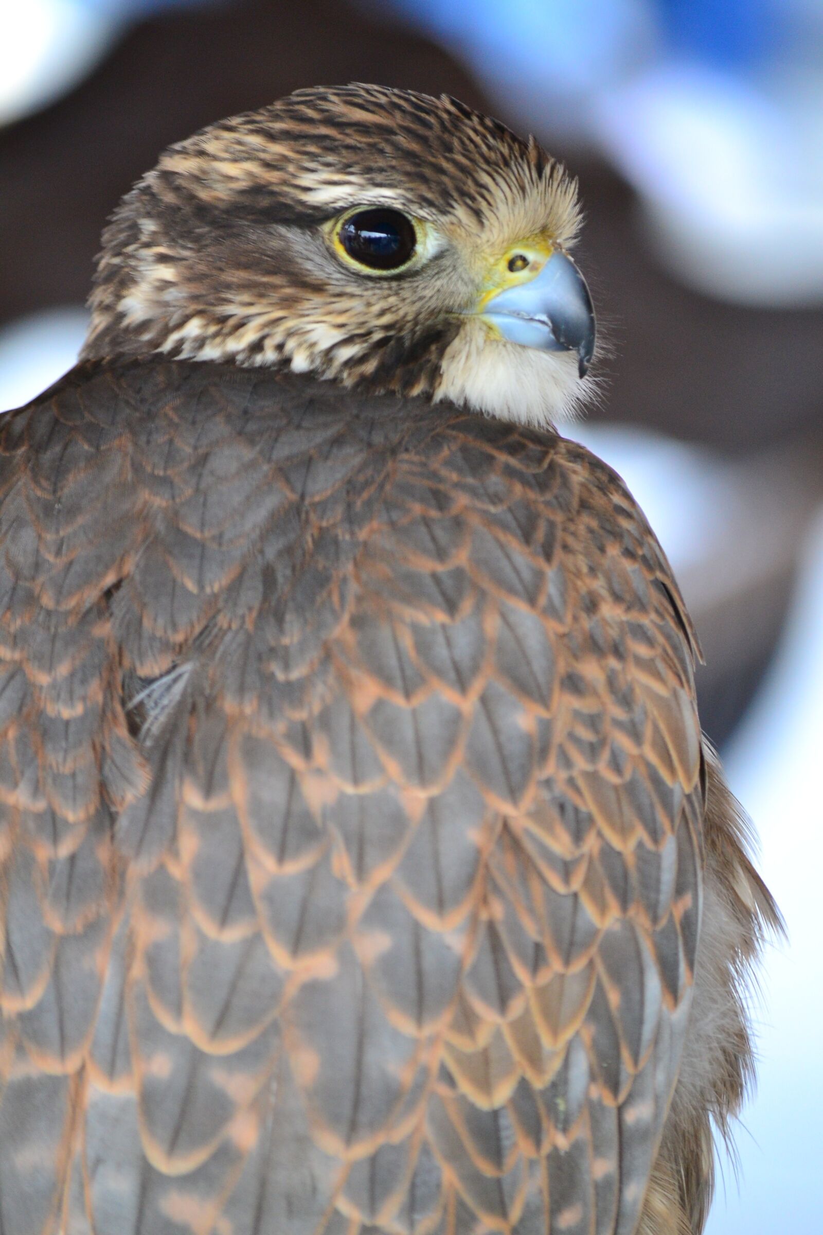 Nikon D3100 sample photo. Aguila, bird of prey photography