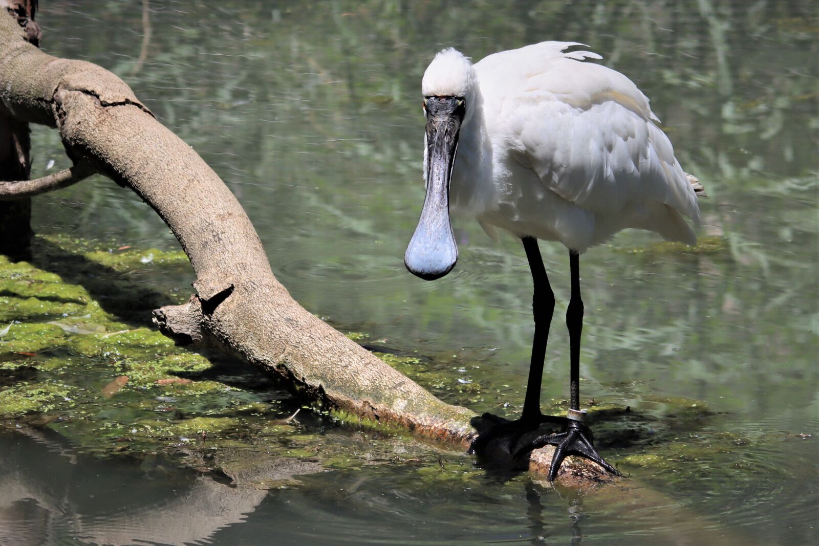 Canon EOS 90D sample photo. Royal spoonbill, waterfowl, feathers photography