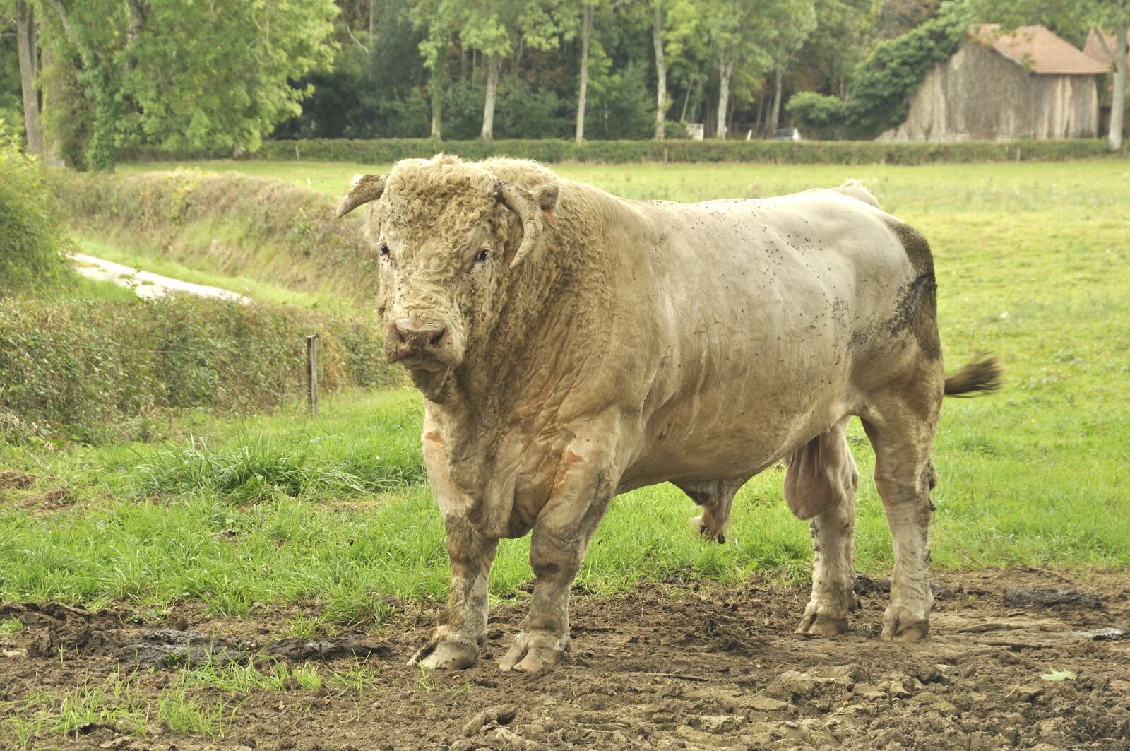 Nikon D5000 sample photo. France, animal, beast photography