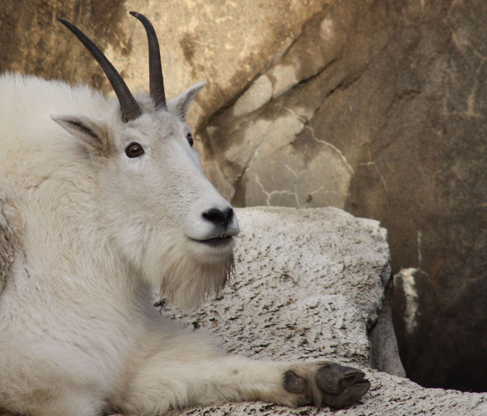 Canon EOS 50D sample photo. Goat, mammal, wildlife photography