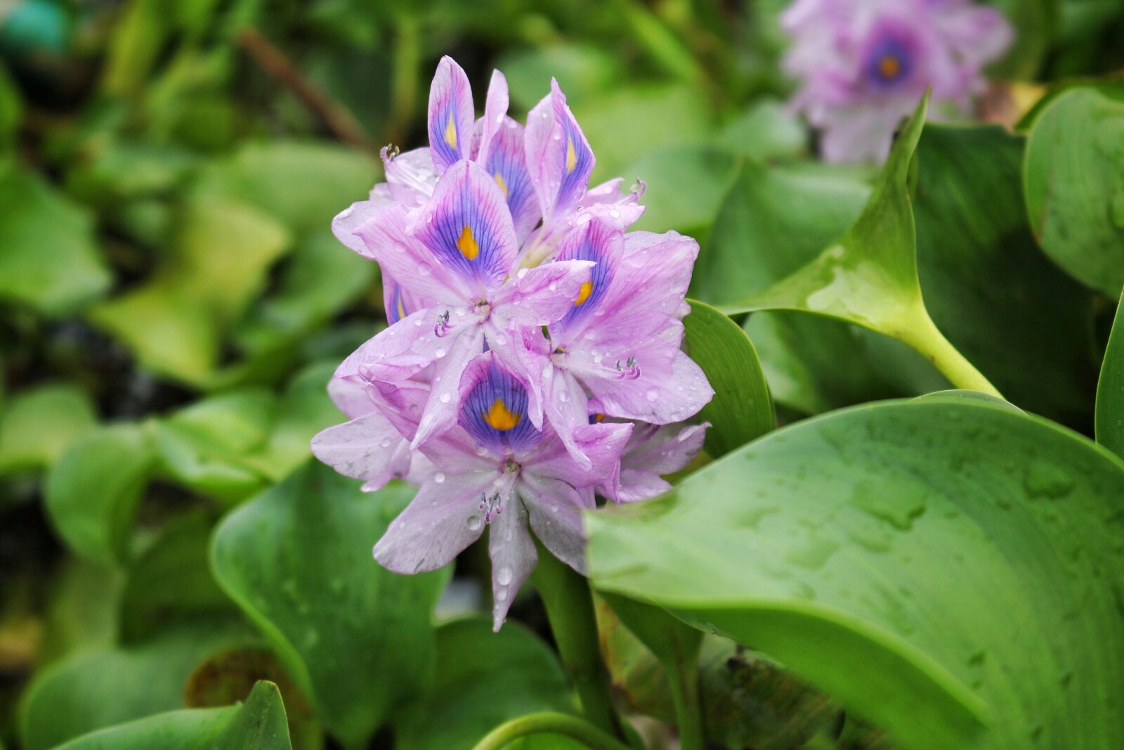 Canon EOS 750D (EOS Rebel T6i / EOS Kiss X8i) sample photo. Flower, flora, nature photography
