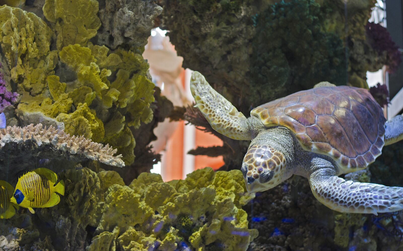 Nikon D5100 sample photo. Turtle, turtle pool, aquarium photography