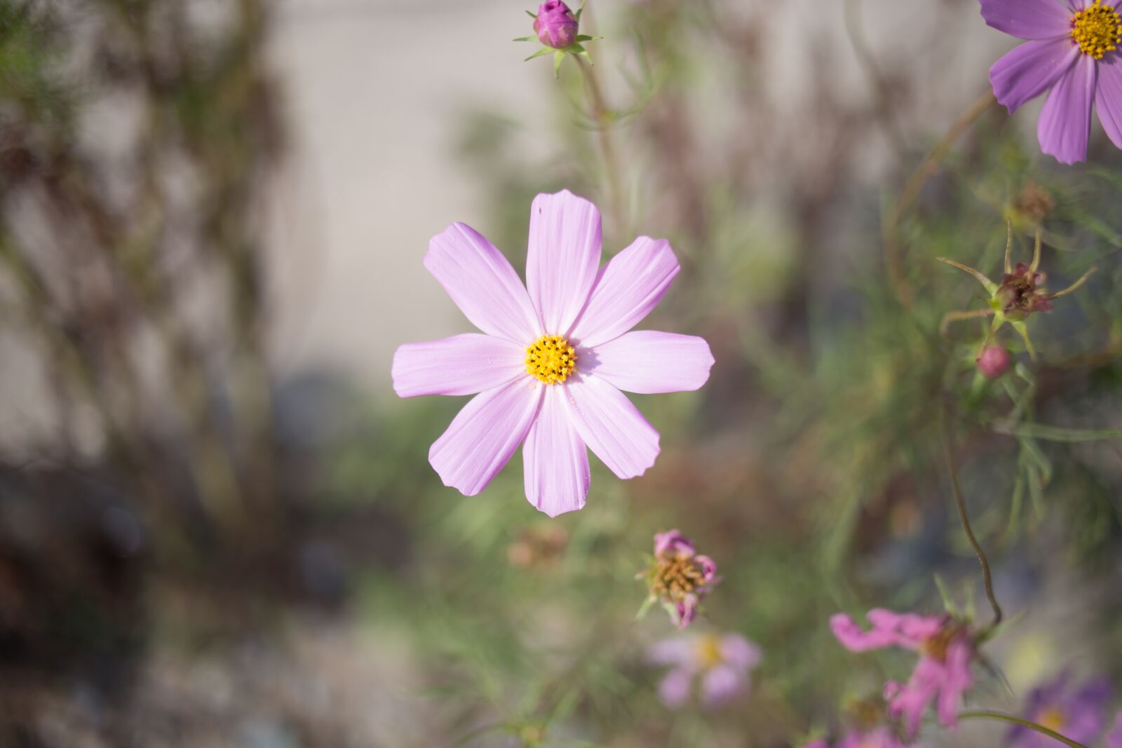 Canon EOS 6D + Canon EF 35mm F2 sample photo. Cosmos, flowers, summer photography