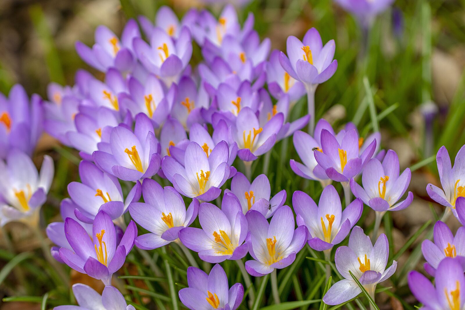 Canon EF 100mm F2.8L Macro IS USM sample photo. Crocus, spring, wildflowers photography