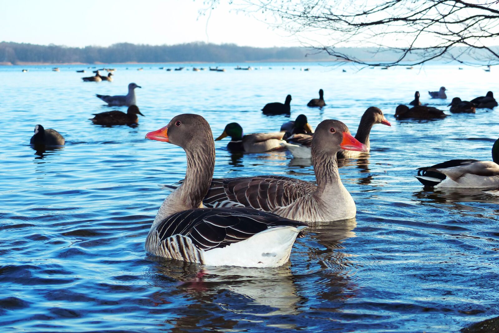 Panasonic Lumix DMC-FZ200 sample photo. Goose grey goose, water photography
