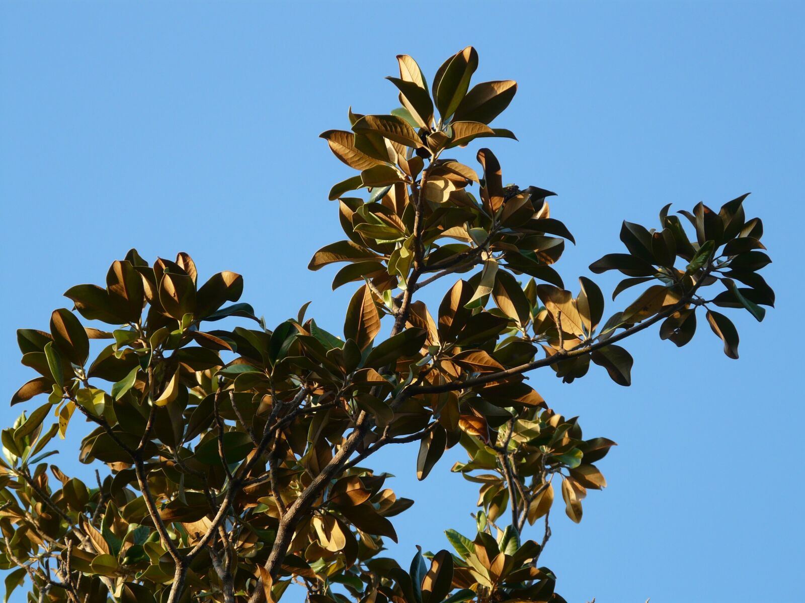 Panasonic DMC-FZ18 sample photo. Tree, leaves, magnolia photography