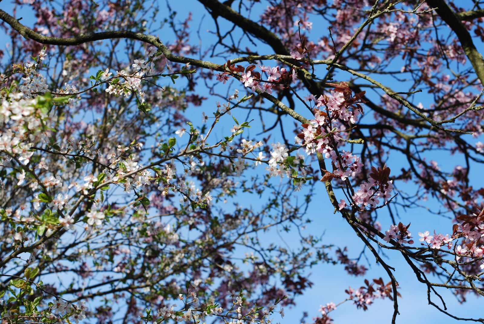Nikon D60 sample photo. Cherry, blossom, cherry blossom photography