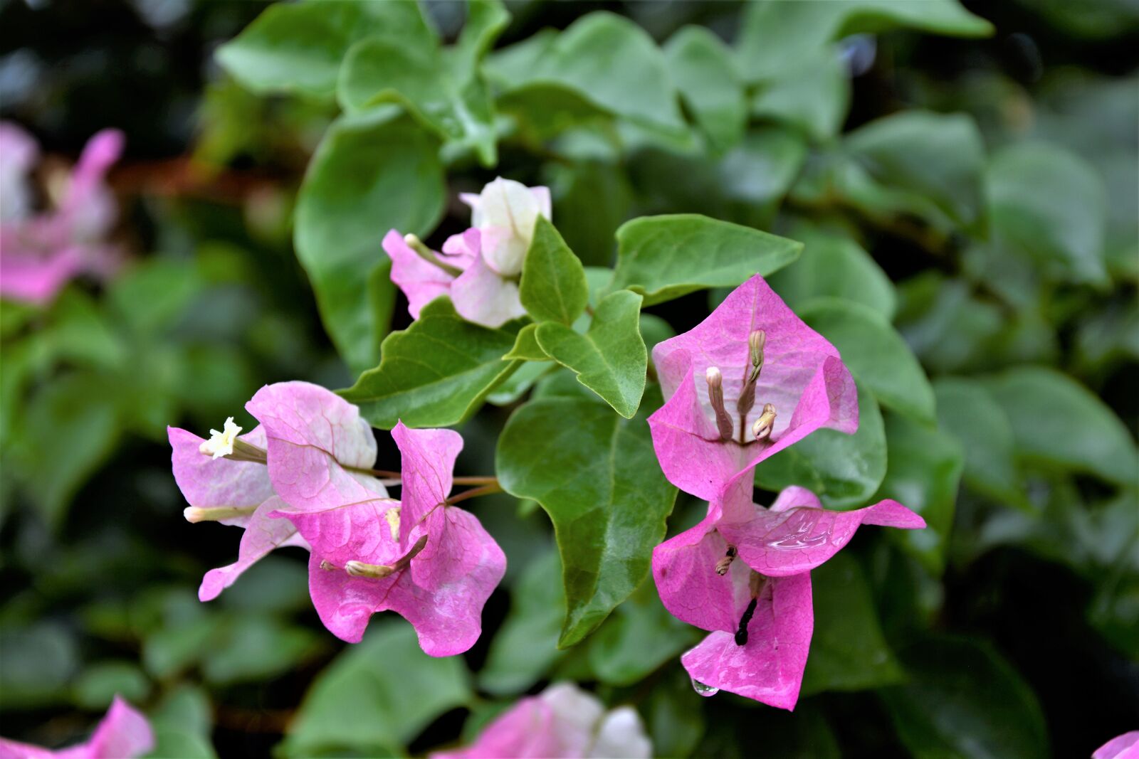 Nikon D7100 sample photo. Flowers, blossoms, dripping photography