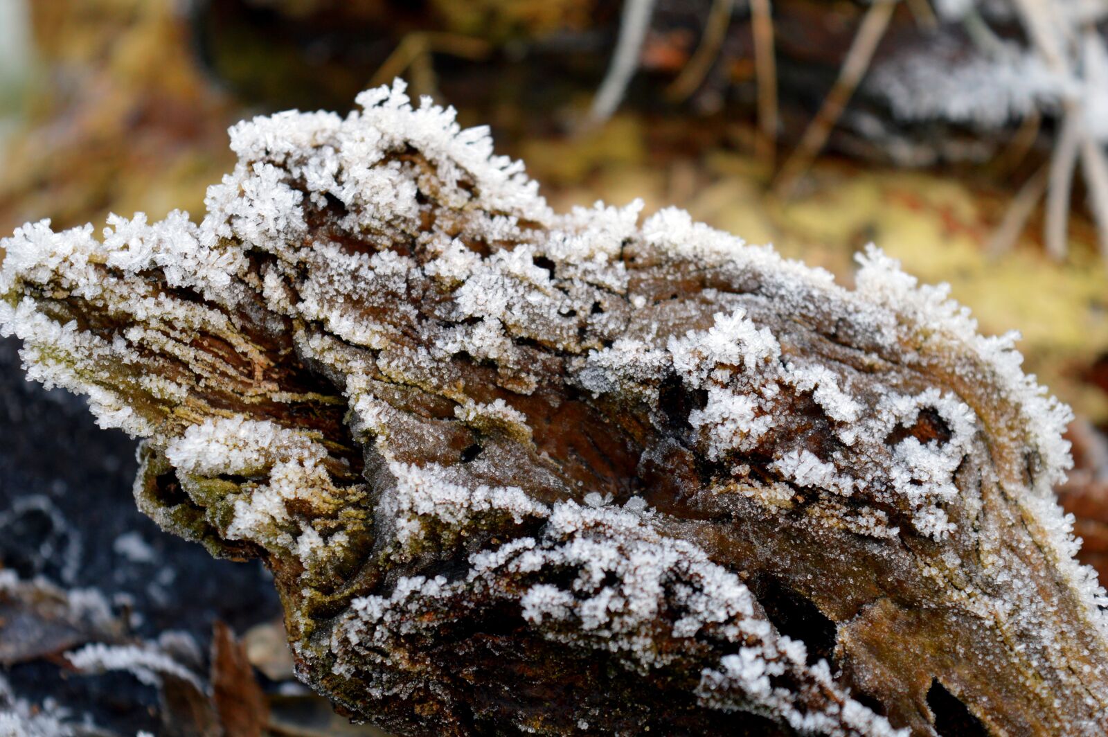 Nikon D3200 sample photo. Log, tree root, winter photography