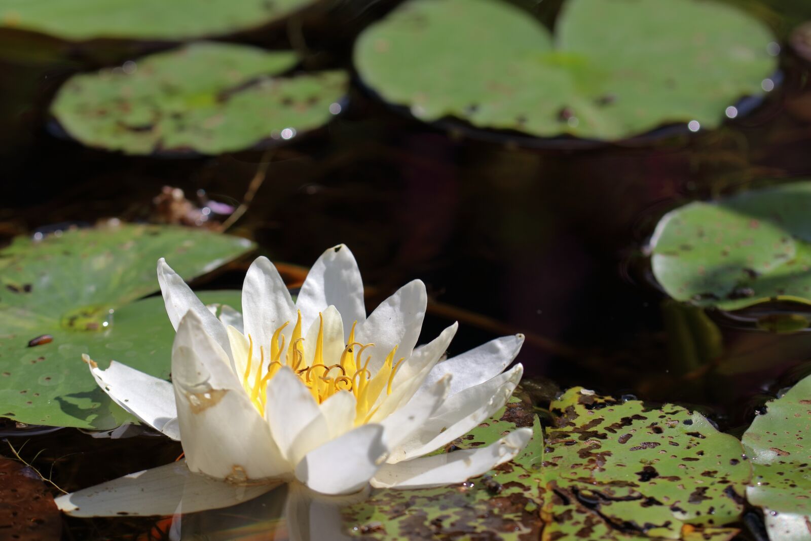 Canon EOS 80D sample photo. Plant, water, nature photography