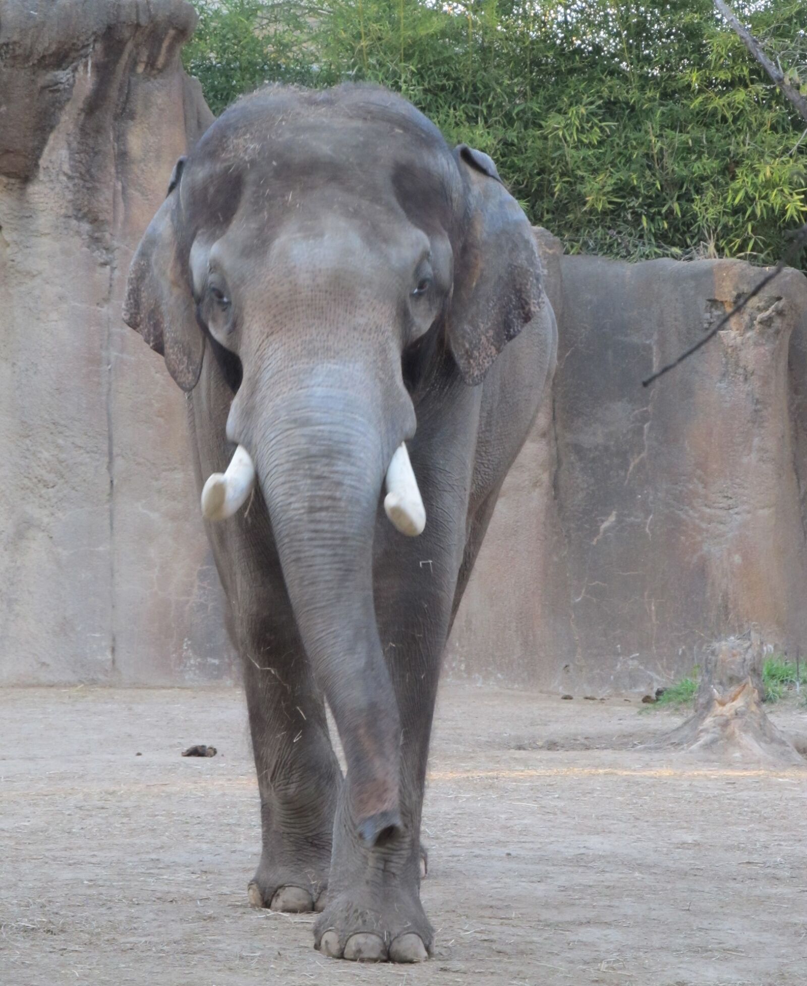 Canon PowerShot SX130 IS sample photo. Elephant, zoo, standing photography