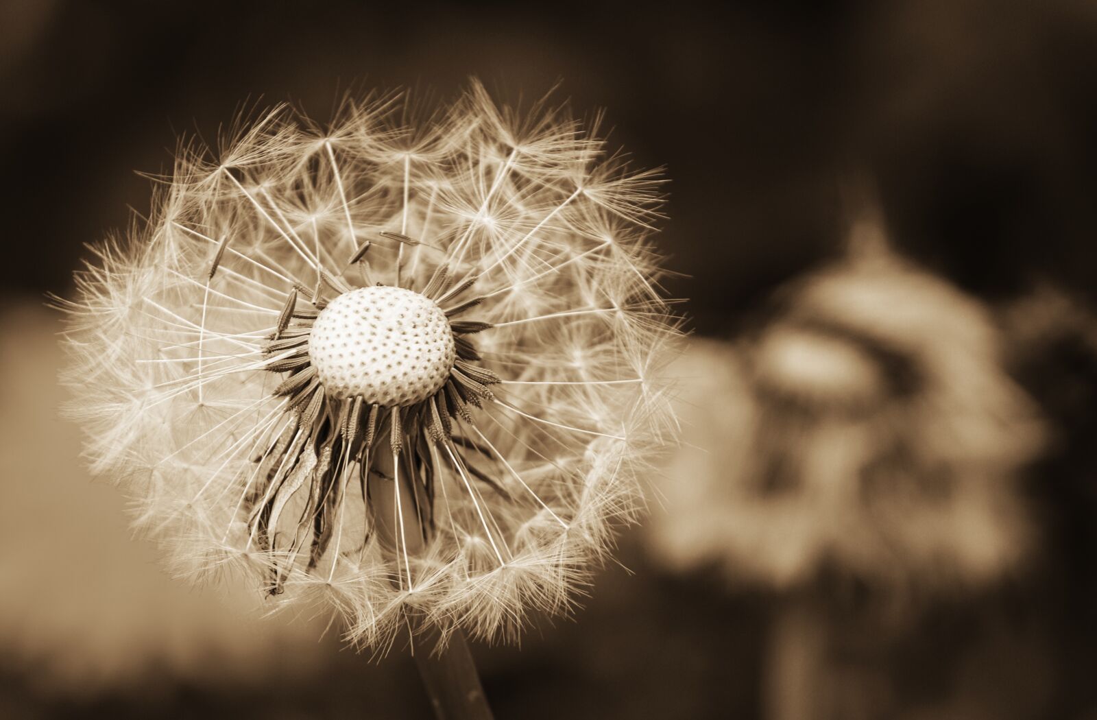 Canon EOS 200D (EOS Rebel SL2 / EOS Kiss X9) sample photo. Dandelion, close up, nature photography