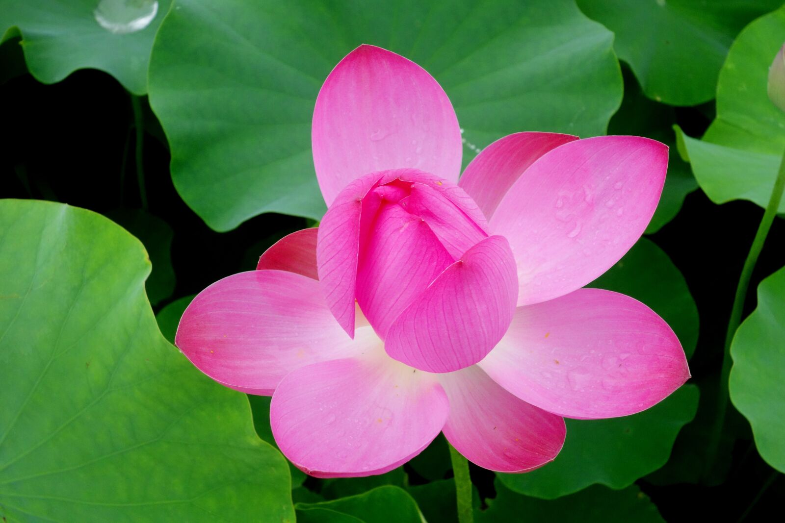 Sony Cyber-shot DSC-RX100 sample photo. Flowers, anapji, lotus photography