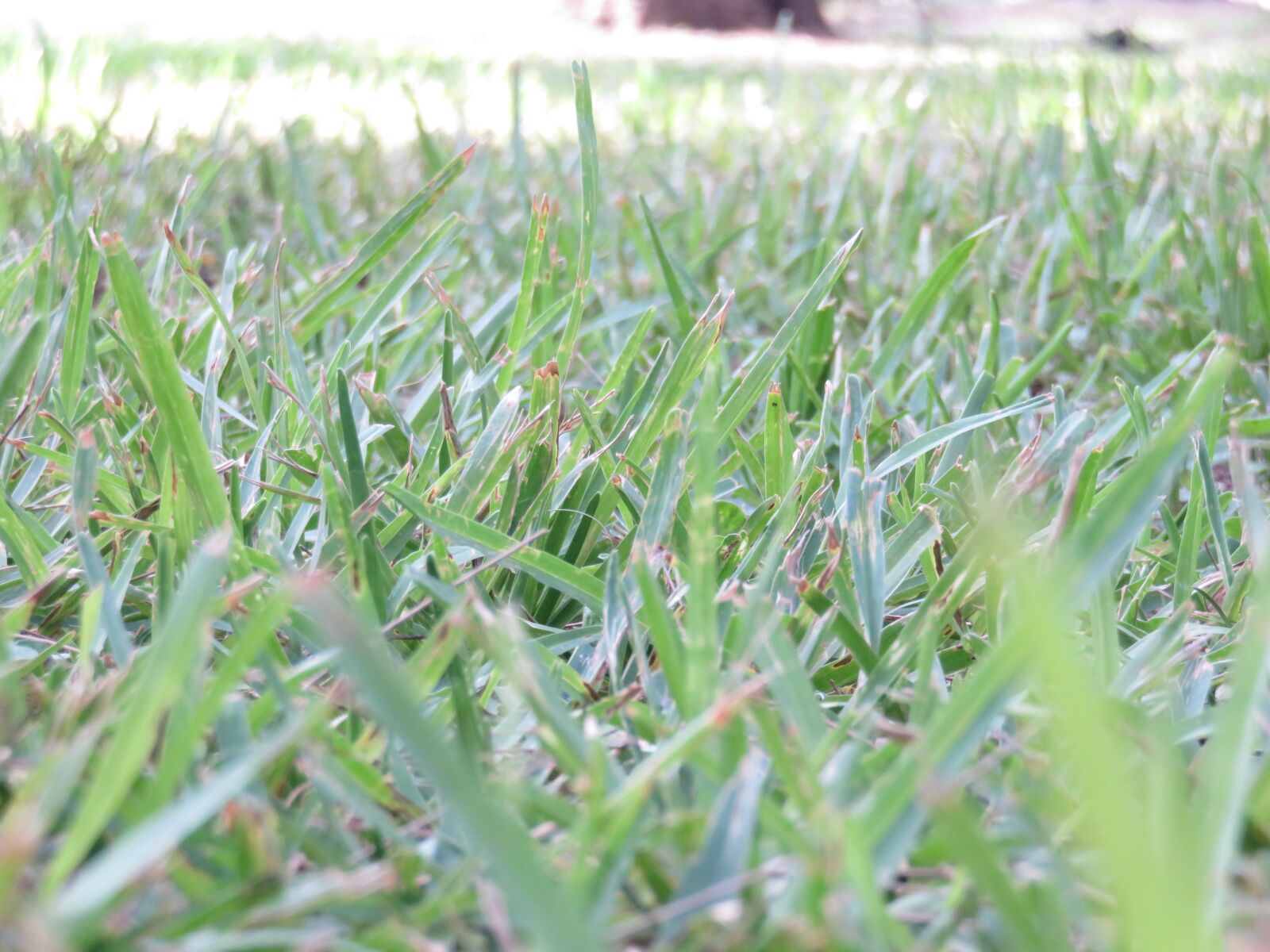 Canon PowerShot SX710 HS sample photo. Grass, green, perspective photography