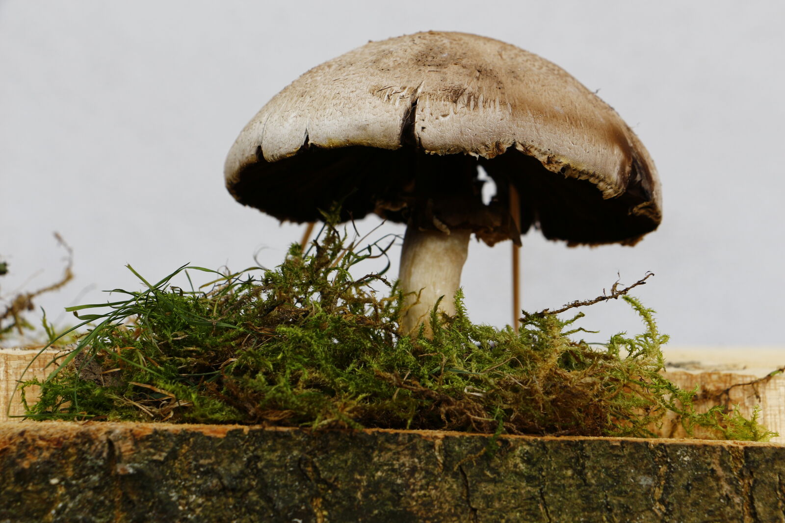 Canon EOS 700D (EOS Rebel T5i / EOS Kiss X7i) sample photo. Mushroom photography