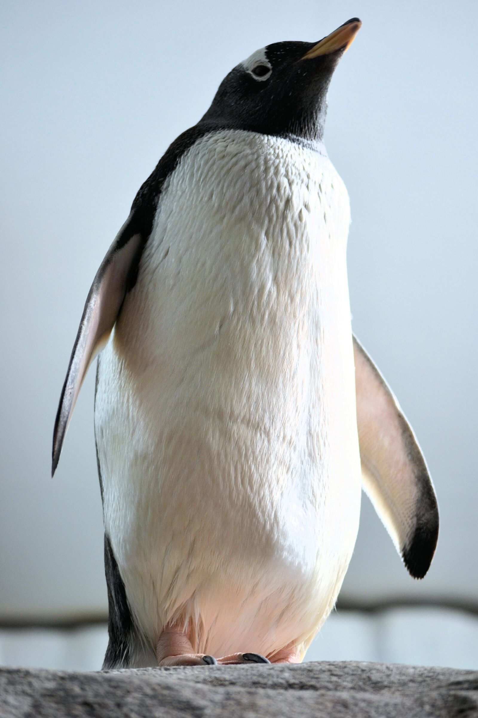 Nikon D3100 sample photo. Bird, animal world, nature photography