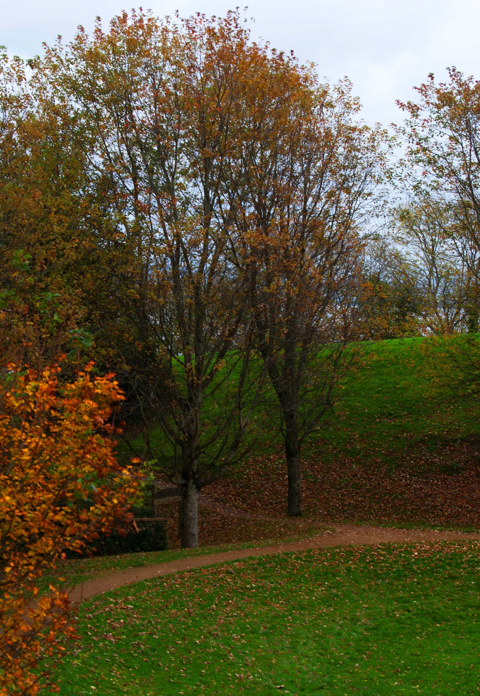 Nikon D3000 sample photo. Autumn, trees, leaves photography