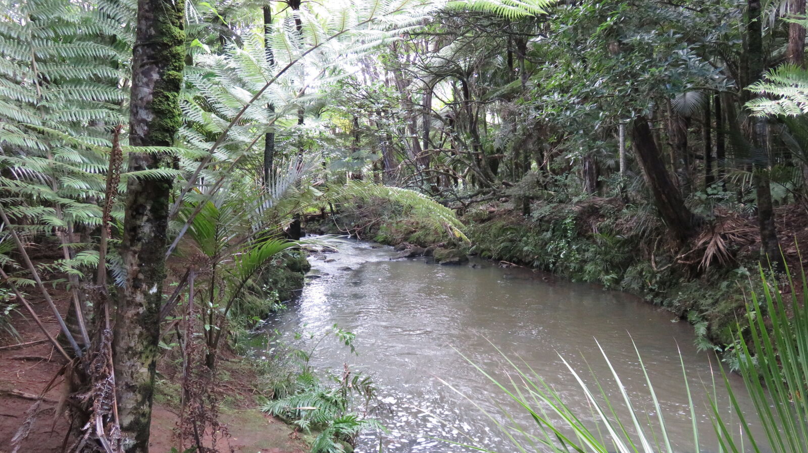 Canon PowerShot SX710 HS sample photo. Forest, relaxing, stream, mother photography