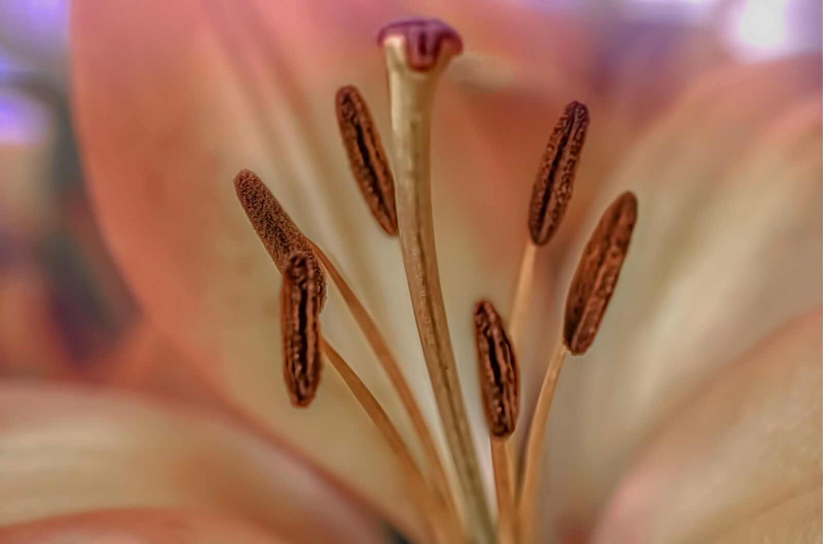 Sony a6300 sample photo. Lily, day lily, macro photography