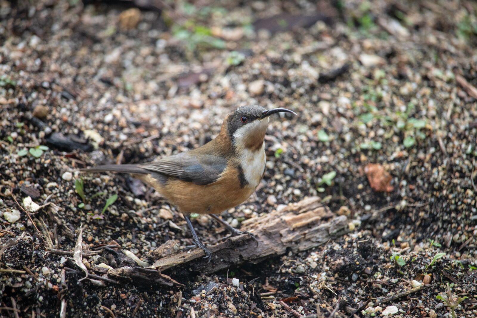 Canon EOS 200D (EOS Rebel SL2 / EOS Kiss X9) sample photo. Bird, wild, nature photography