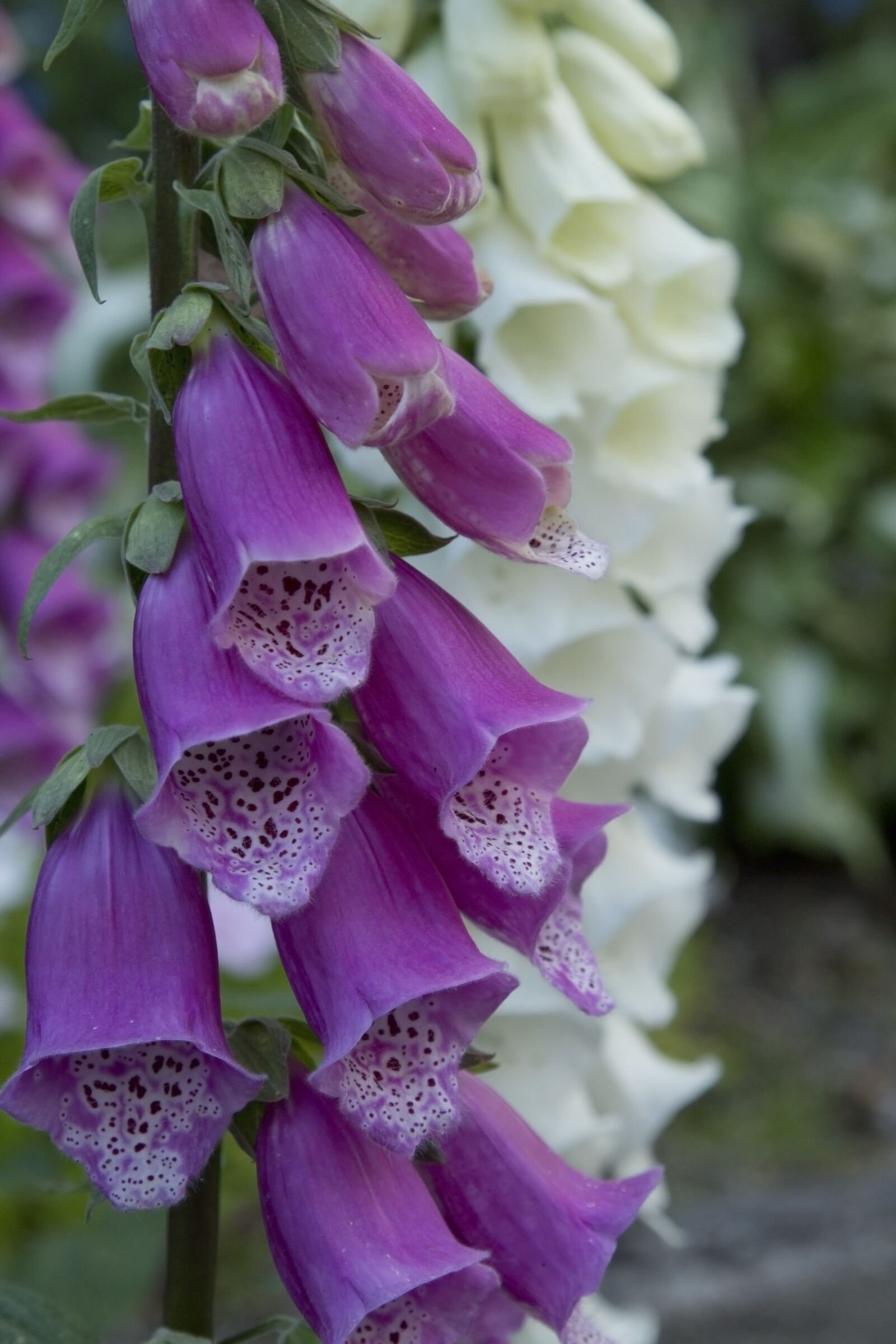 Canon EOS 1300D (EOS Rebel T6 / EOS Kiss X80) sample photo. Foxglove, foxgloves, flower photography