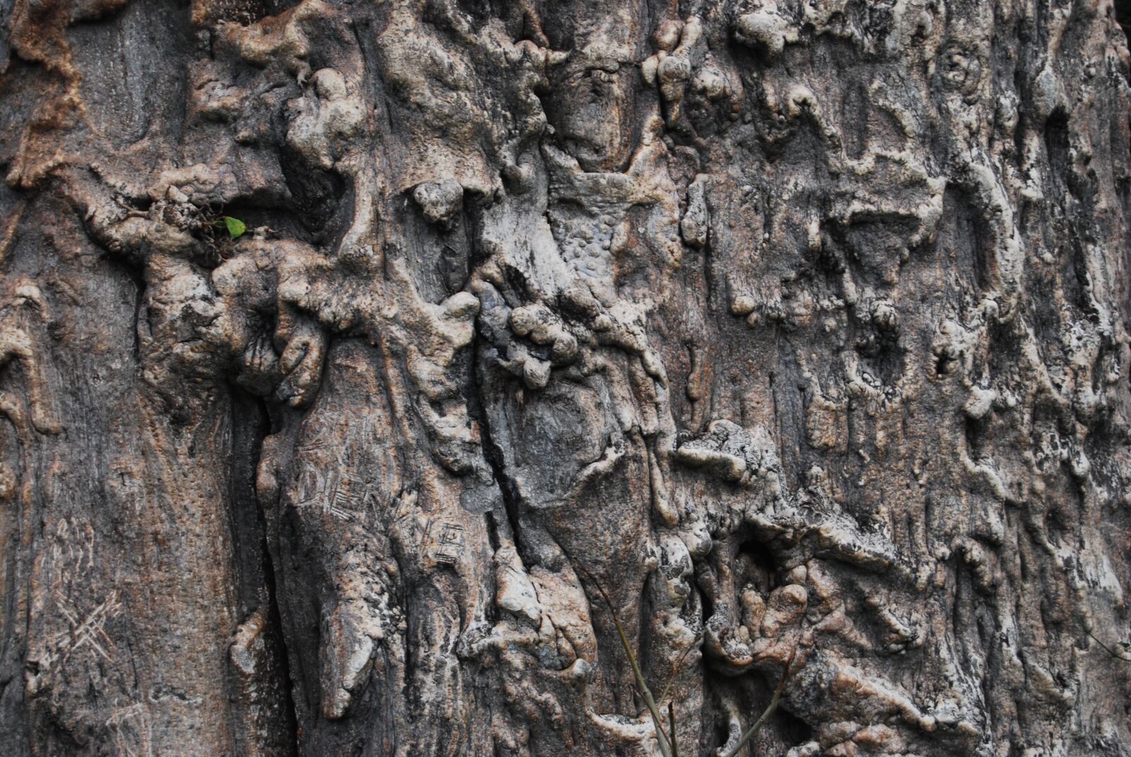 Nikon D60 sample photo. Tree, desktop, bark photography