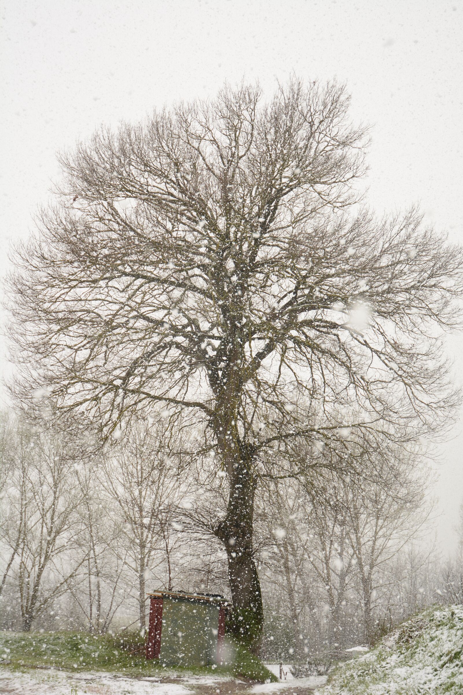 Nikon D7100 sample photo. Oak, tree, nature photography