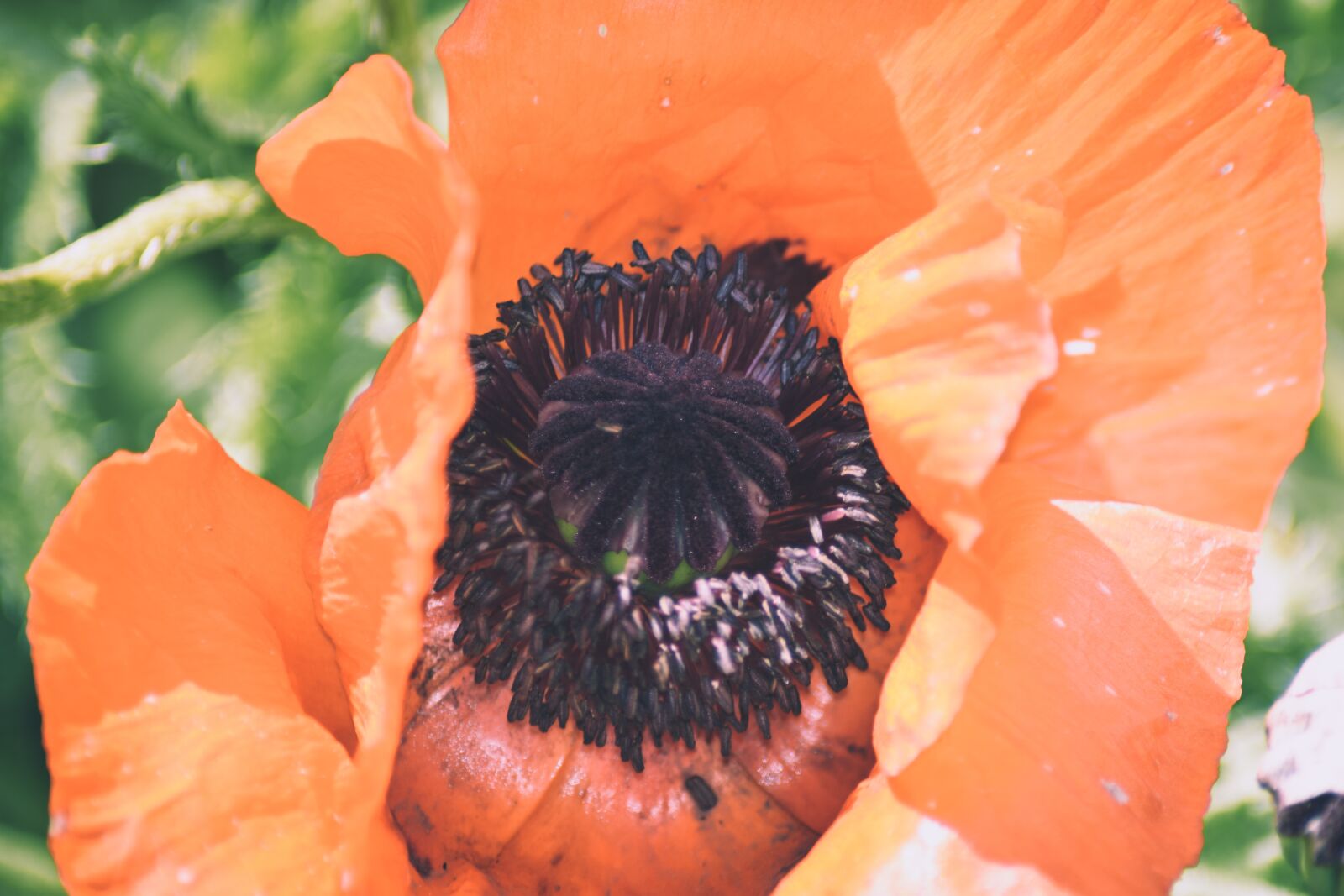 Nikon D5300 sample photo. Poppy, orange, blossom photography
